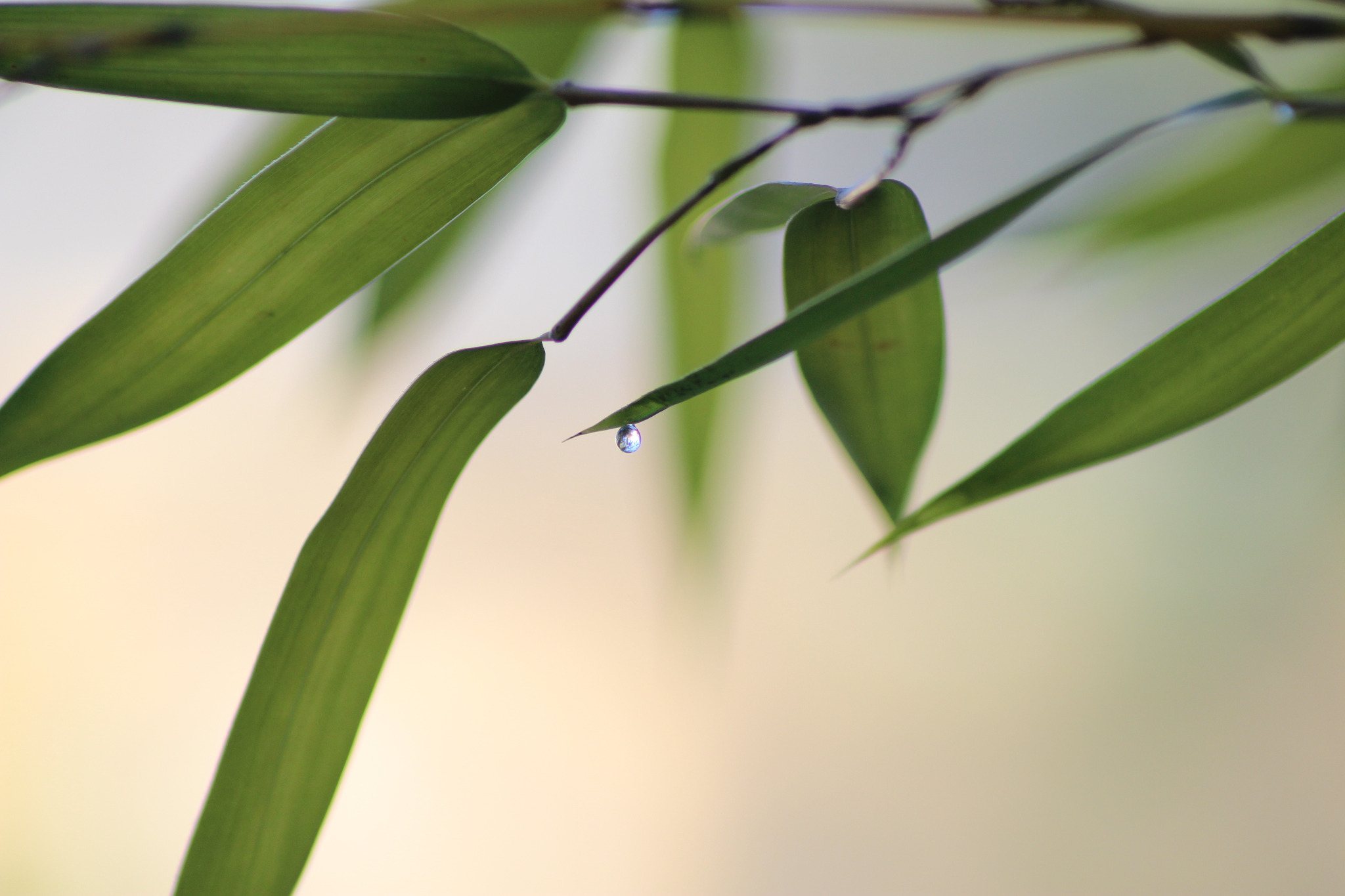 Domaine de Figarol foto 1